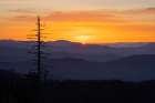 Single tree silhouetted at sunrise-Clingmans Dome area-Great Smoky Mountains NP-NC Art Print